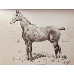 Le cheval de selle en France