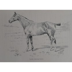 Le cheval de selle en France