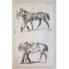 Principes de dressage et d'équitation