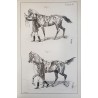 Principes de dressage et d'équitation