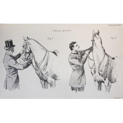 Principes de dressage et d'équitation