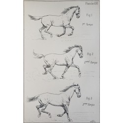 Principes de dressage et d'équitation