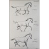 Principes de dressage et d'équitation