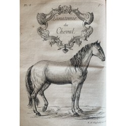 L'anatomie générale du cheval