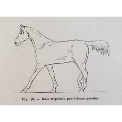 Les allures du cheval dévoilées par la méthode expérimentale