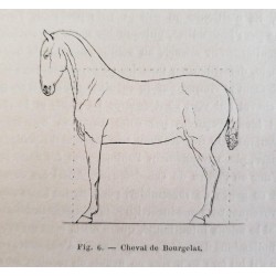 Les allures du cheval dévoilées par la méthode expérimentale