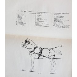 Histoire du harnachement et de la ferrure du cheval