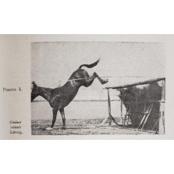 Saut d'obstacles et galop de course - étude cinématographique