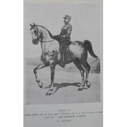 Dressage du Cheval de Selle