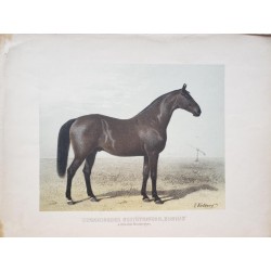 Abbildungen vorzüglicher Pferde-Rassen