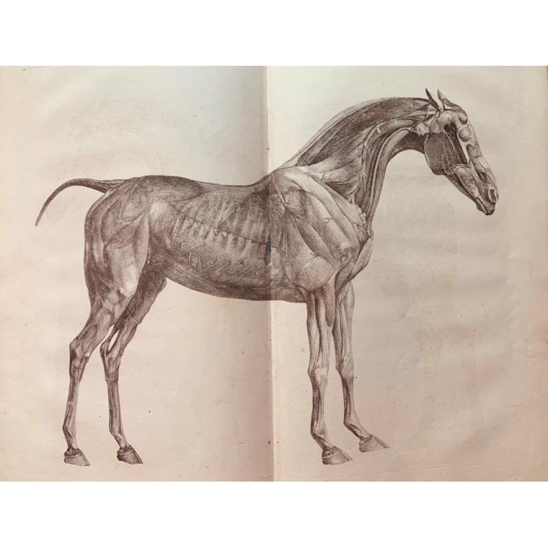 The anatomy of the horse